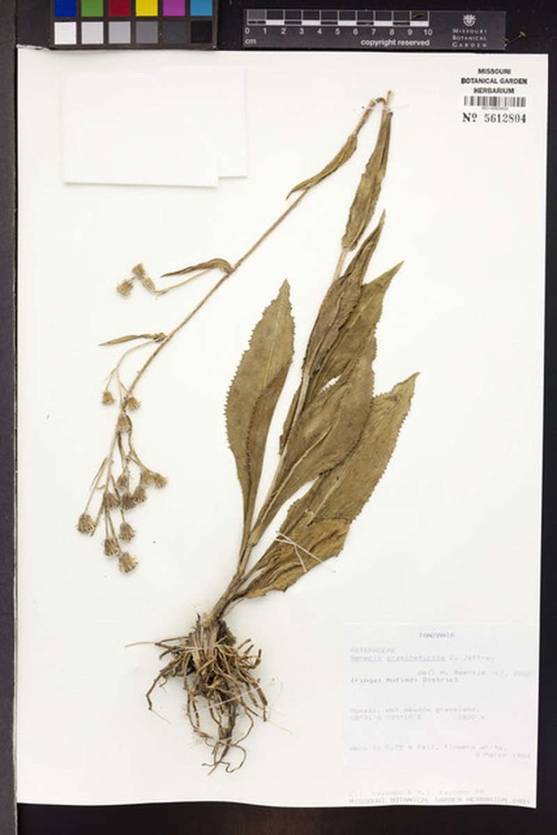 Senecio gramineticola photo 4