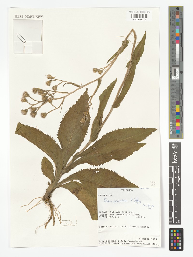 Senecio gramineticola photo 5