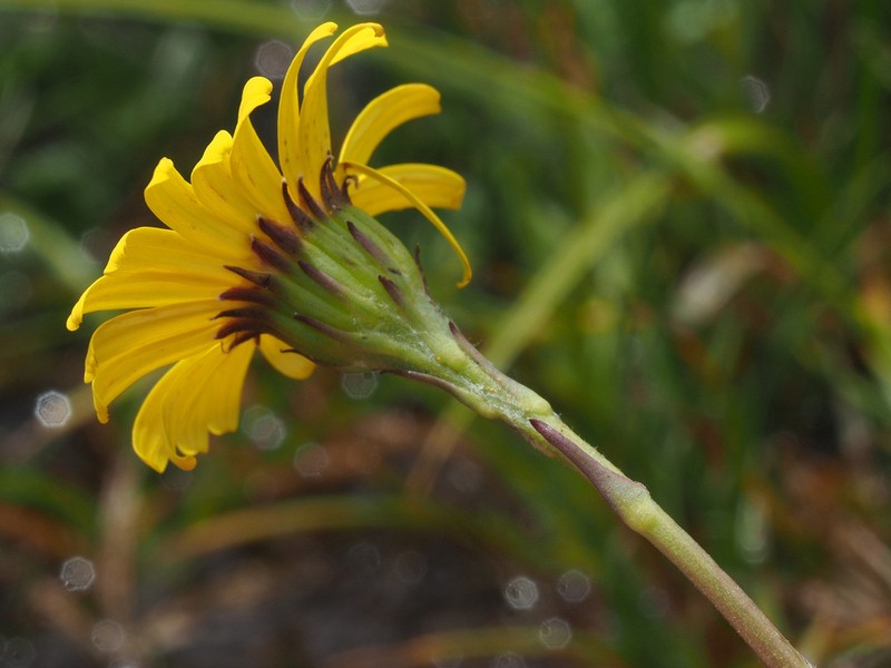 Senecio gramineus