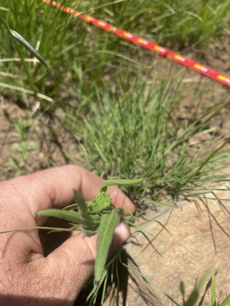 Senecio gramineus photo 2