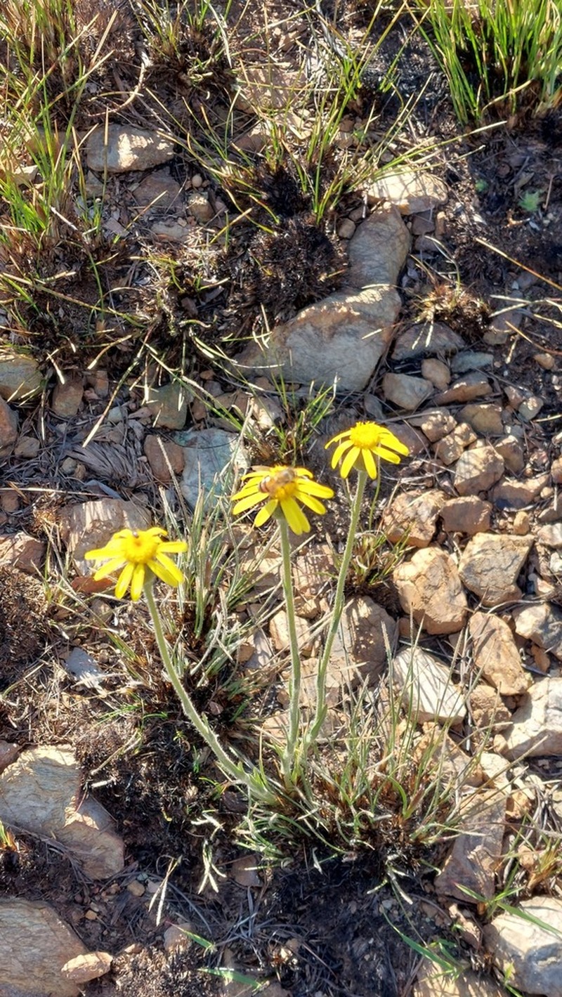 Senecio gramineus photo 3