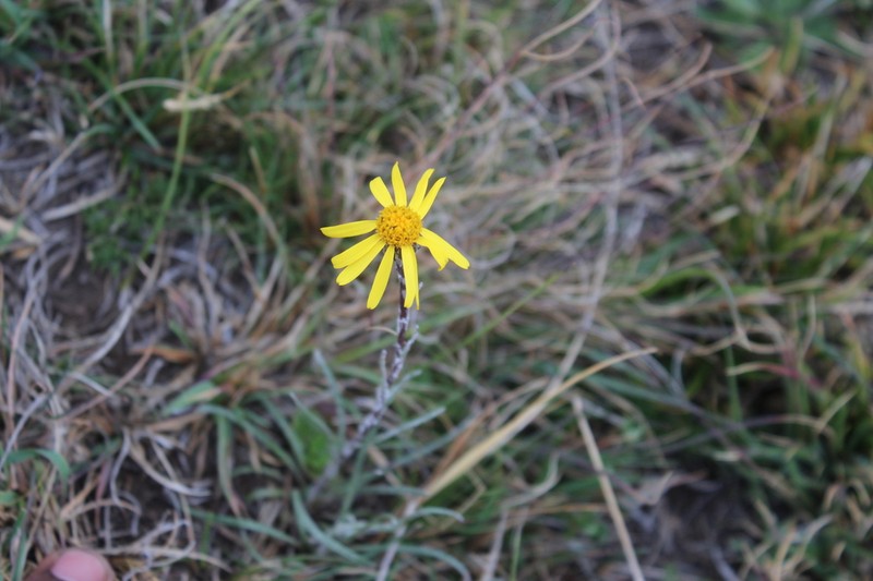 Senecio gramineus photo 4