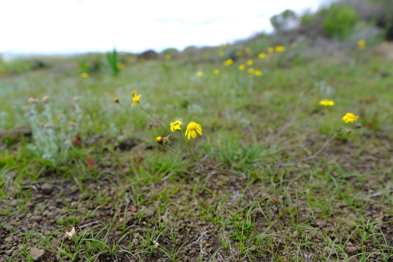 Senecio gramineus photo 5