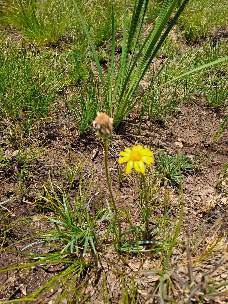 Senecio gramineus photo 6
