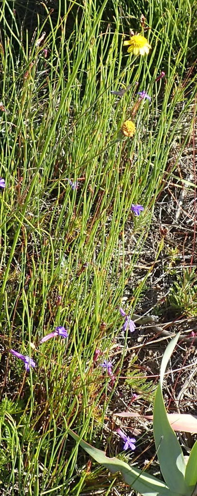 Senecio gramineus photo 7