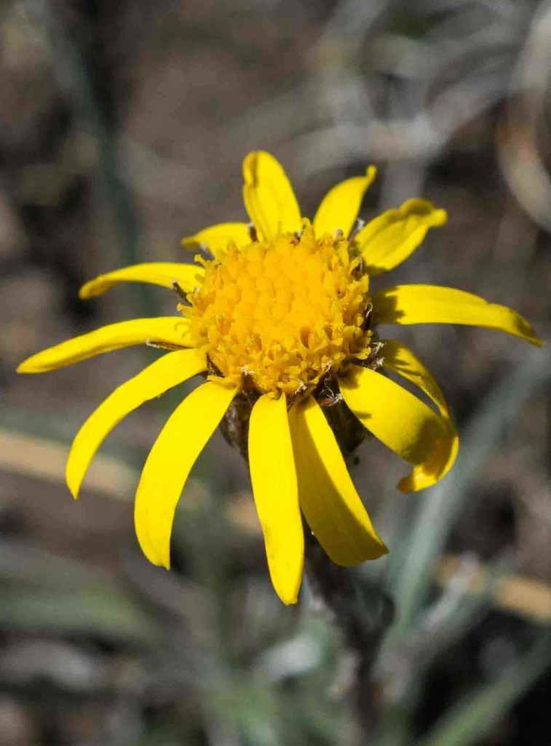 Senecio gramineus photo 8