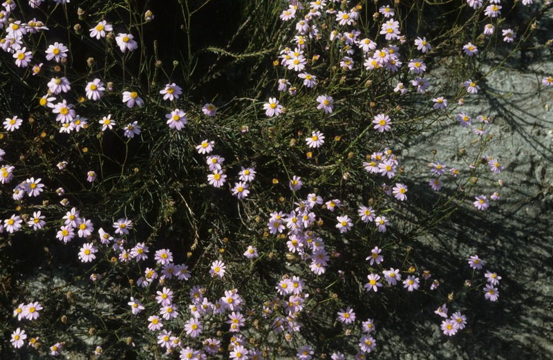 Senecio grandiflorus photo 2