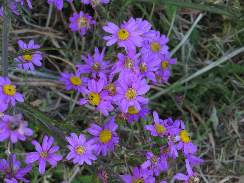 Senecio grandiflorus photo 3