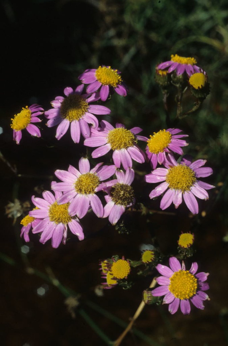Senecio grandiflorus photo 4