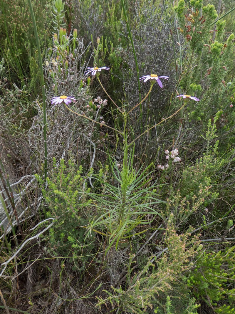 Senecio grandiflorus photo 5