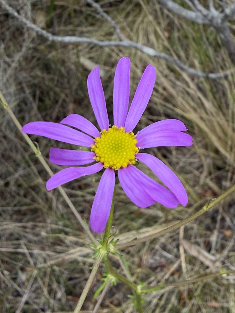 Senecio grandiflorus photo 6