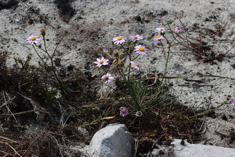 Senecio grandiflorus photo 7