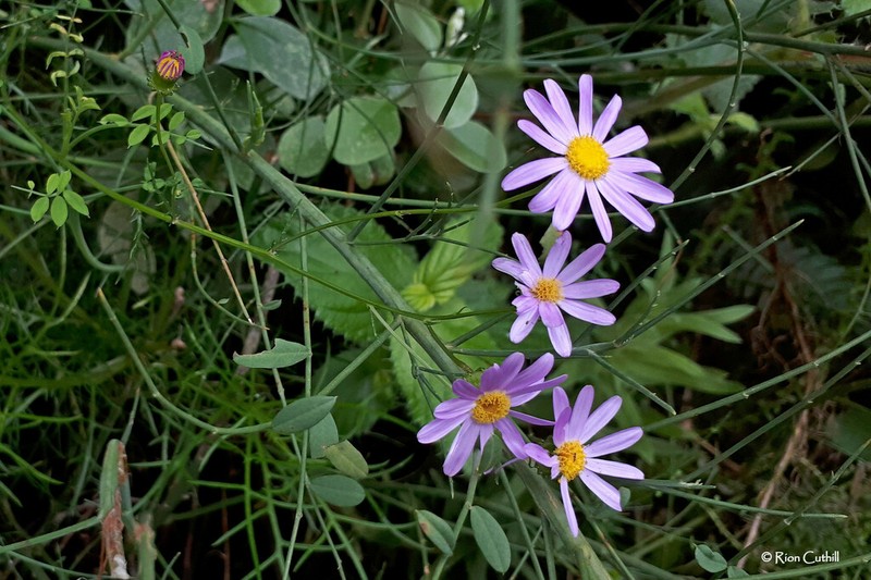 Senecio grandiflorus photo 8