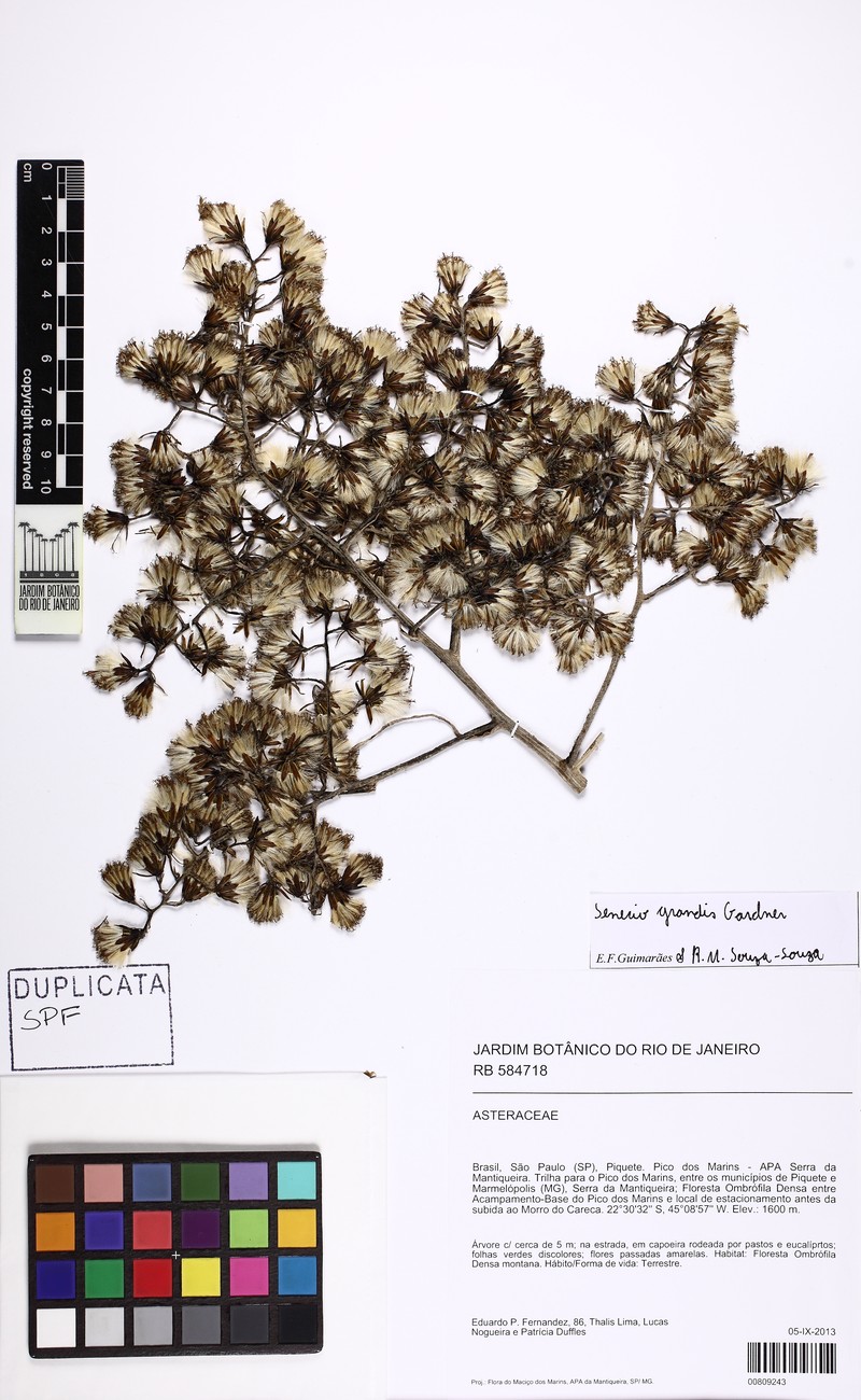 Senecio grandis