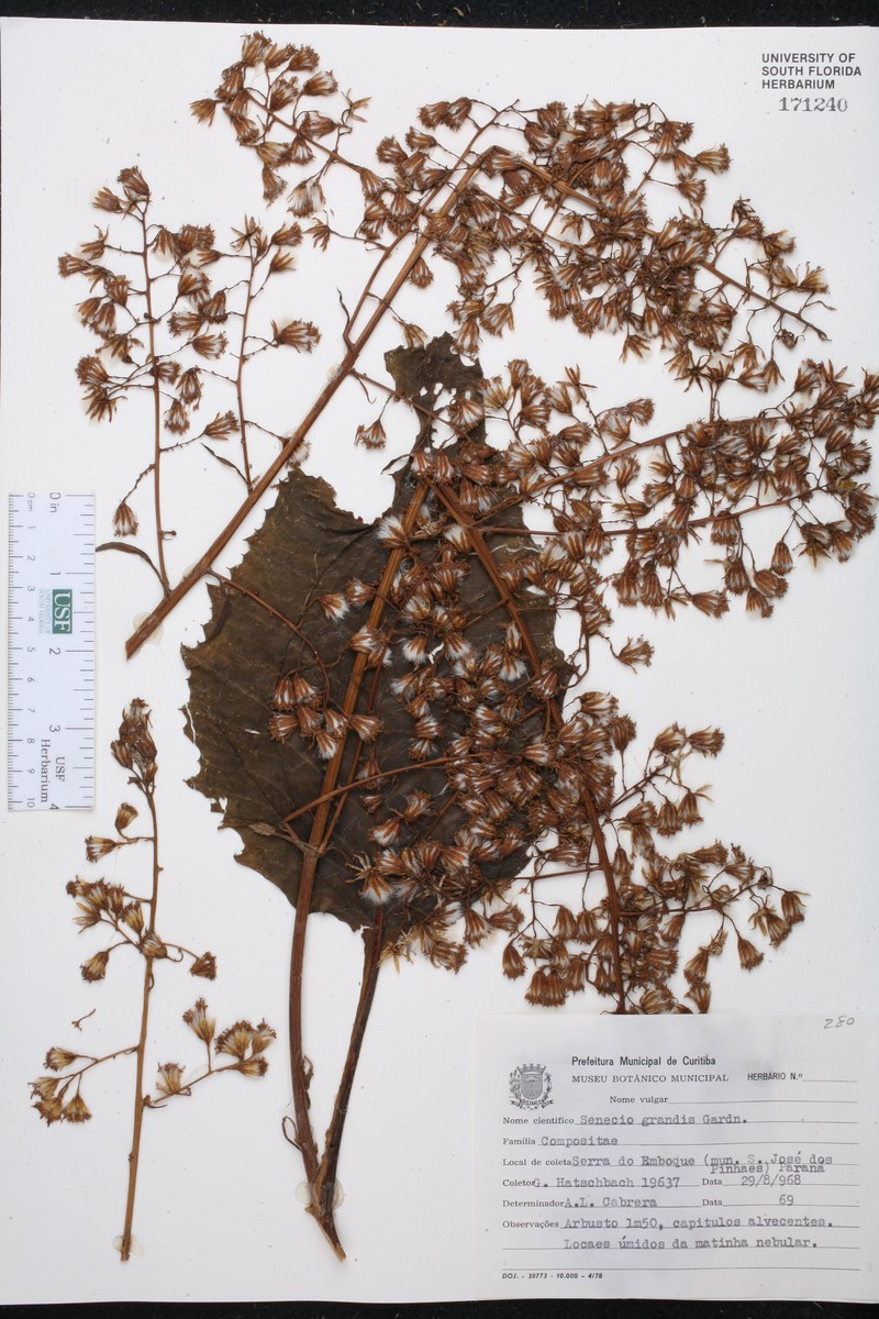 Senecio grandis photo 2