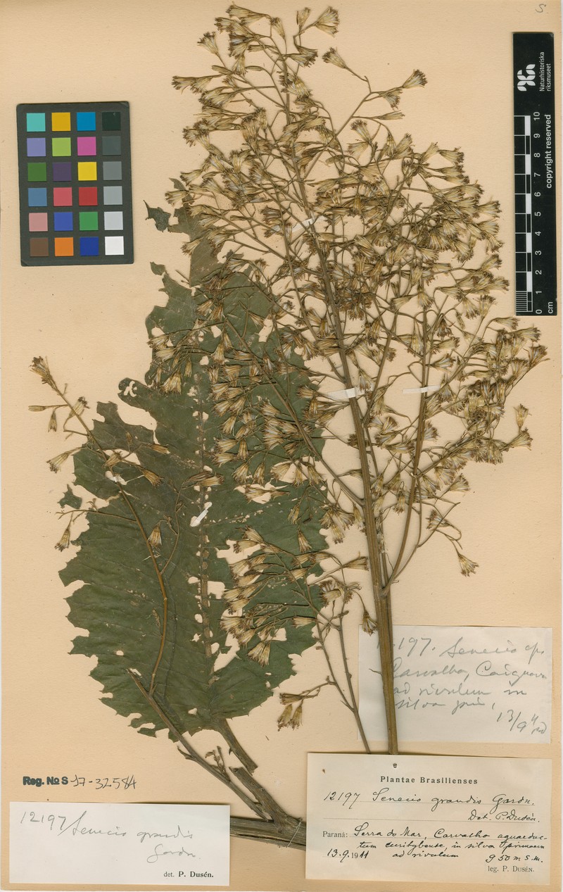 Senecio grandis photo 3