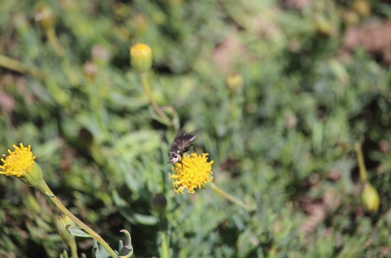 Senecio grandjotii