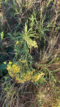 Senecio gregatus