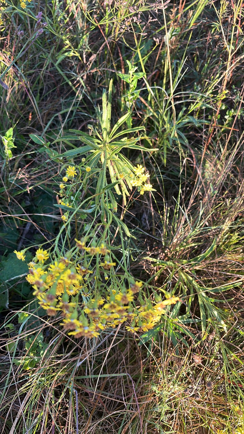 Senecio gregatus