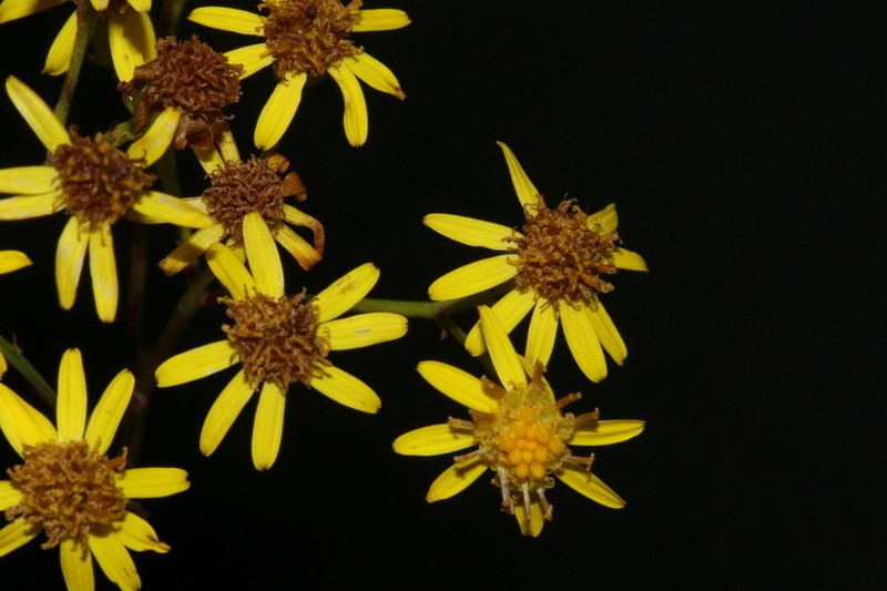 Senecio gregatus photo 2