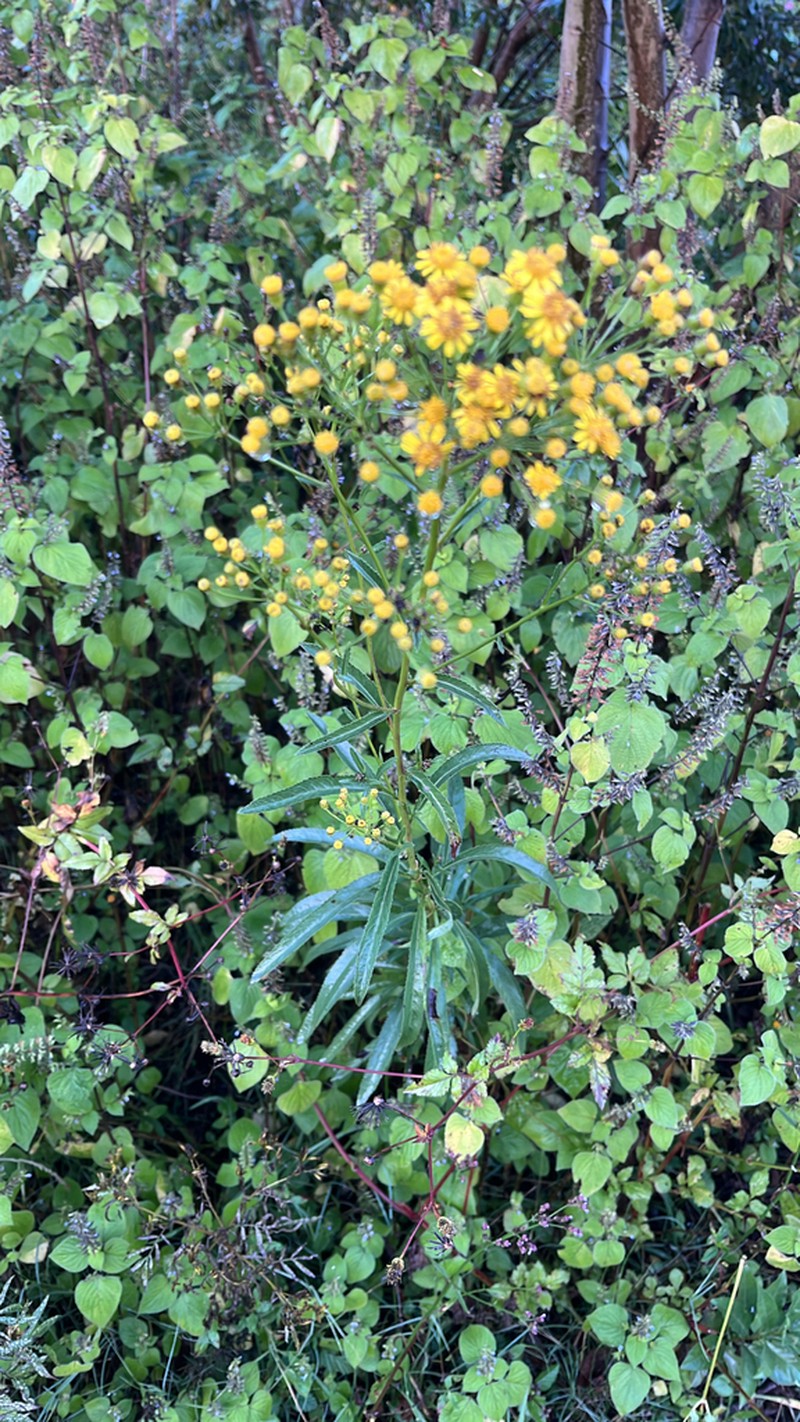 Senecio gregatus photo 3