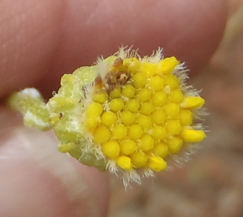 Senecio gregatus photo 4