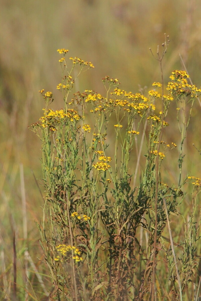 Senecio gregatus photo 5