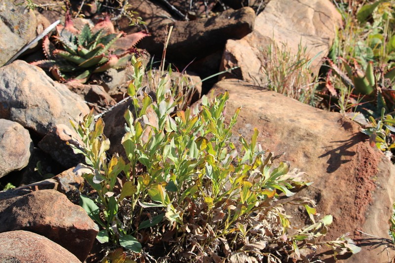 Senecio gregatus photo 6
