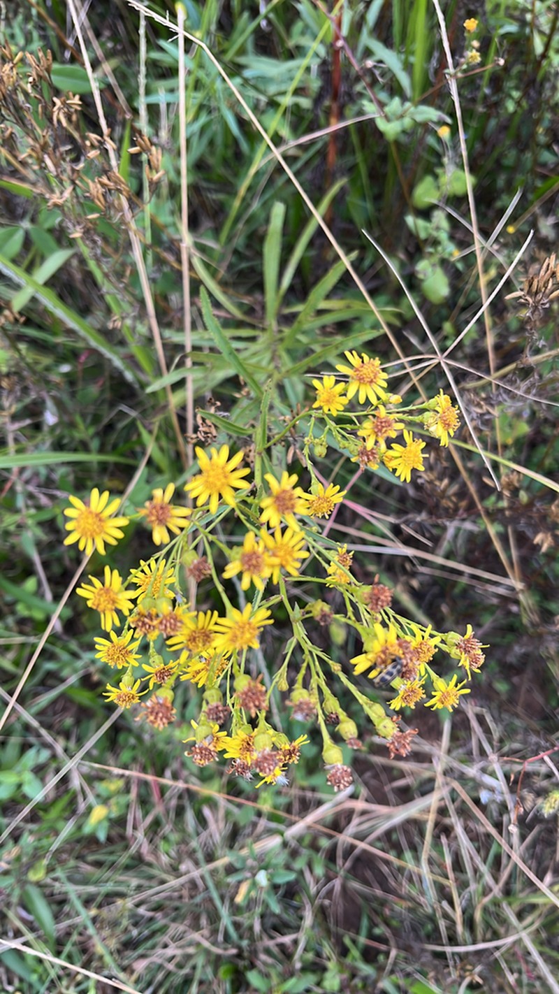 Senecio gregatus photo 7