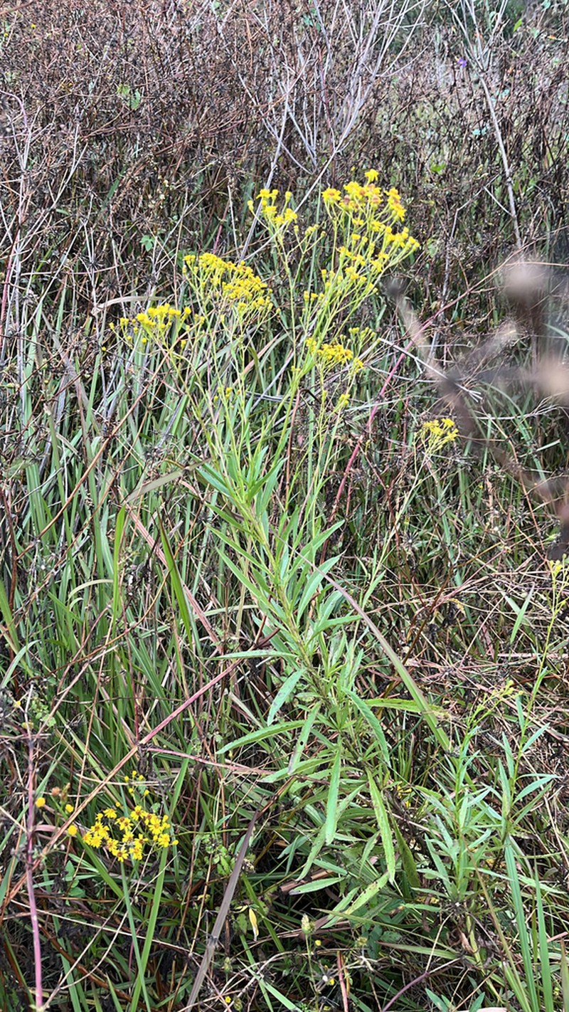 Senecio gregatus photo 8
