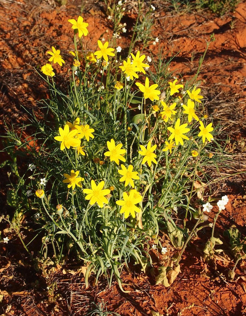 Senecio gregorii