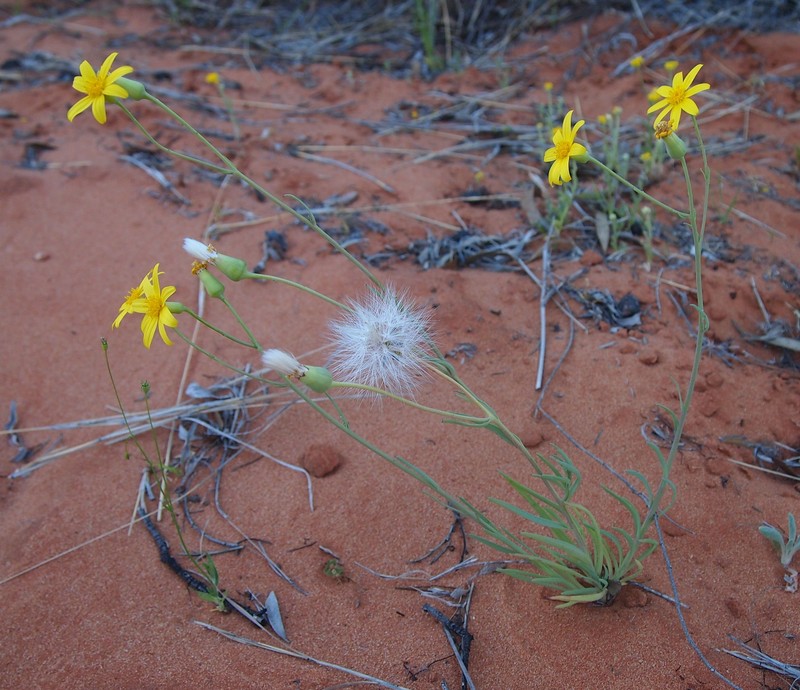 Senecio gregorii photo 2