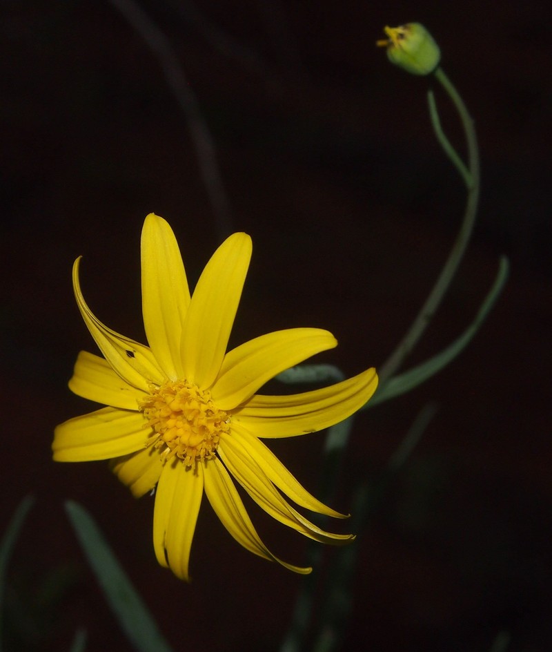 Senecio gregorii photo 3