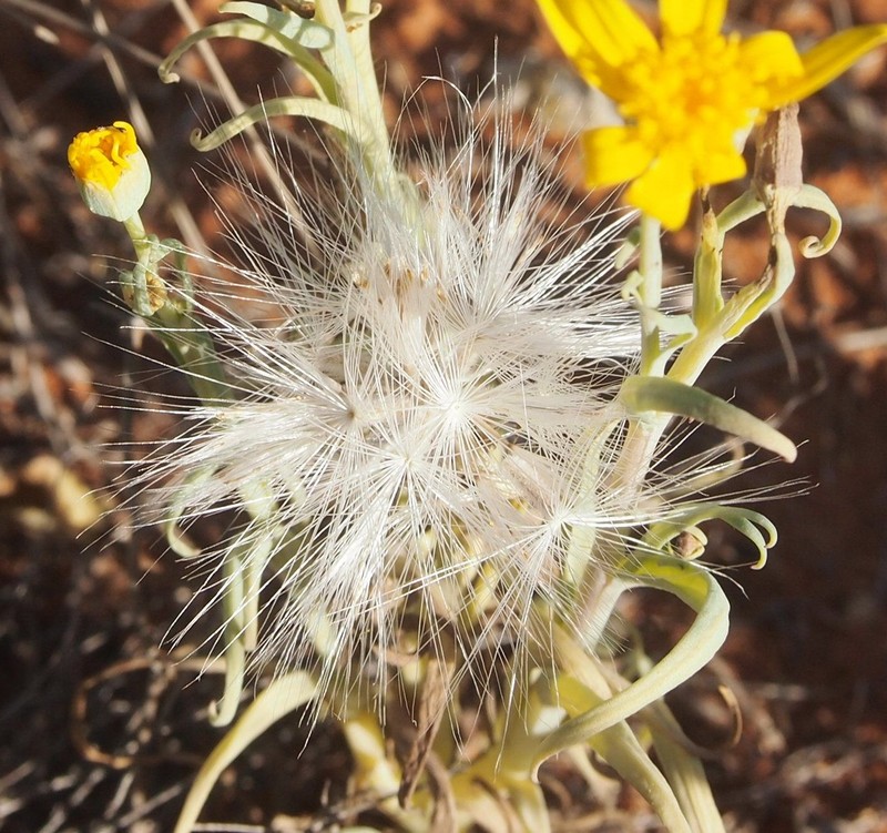 Senecio gregorii photo 4