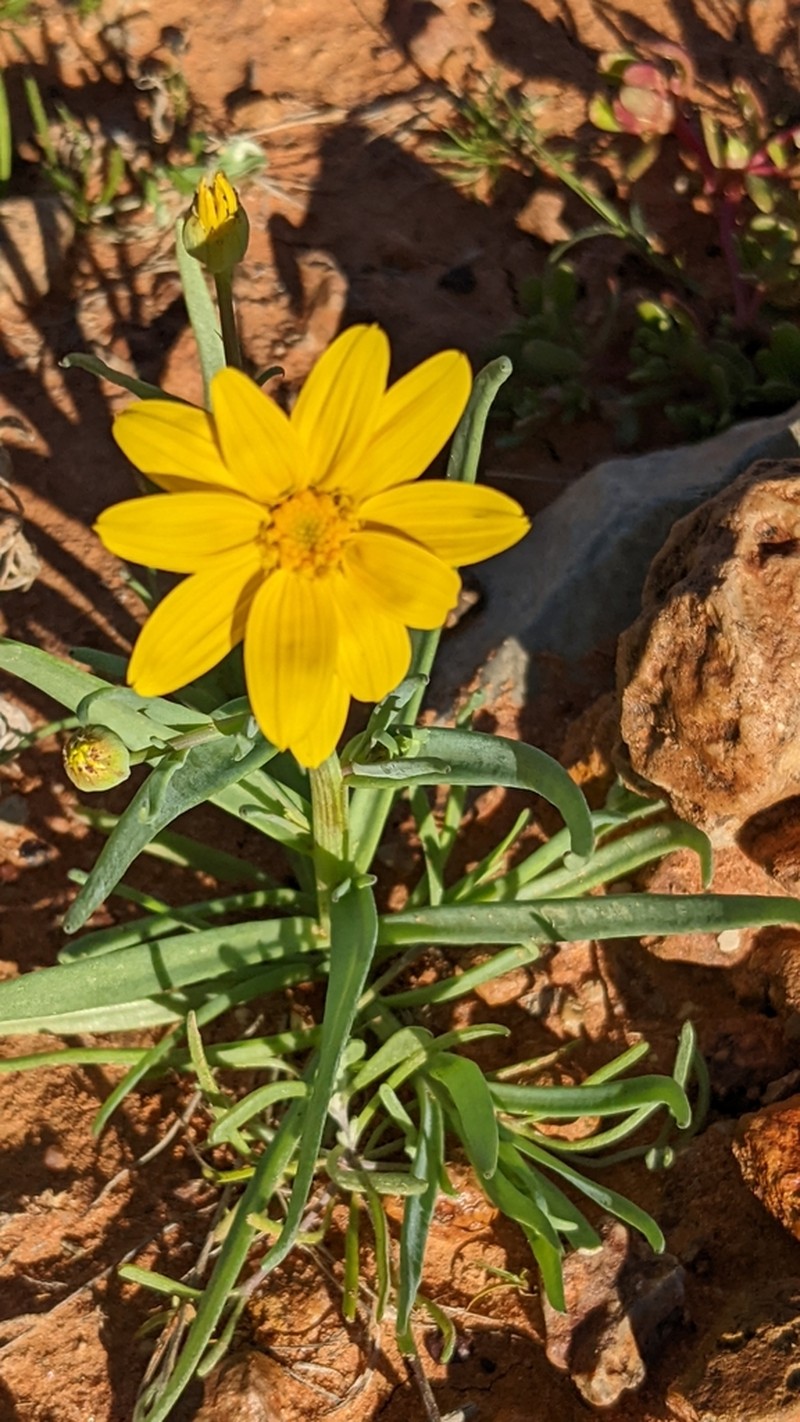 Senecio gregorii photo 5