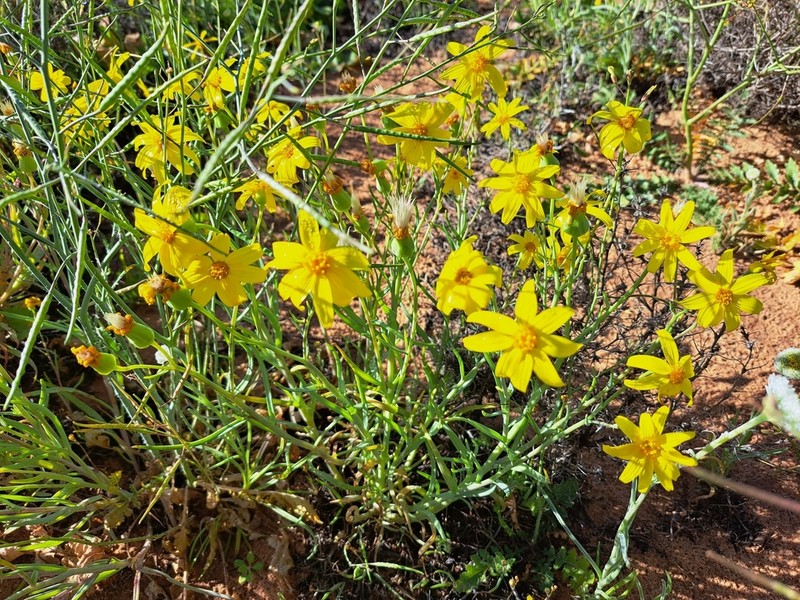 Senecio gregorii photo 6