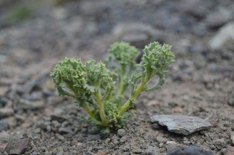 Senecio grindeliifolius