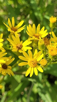Senecio grisebachii