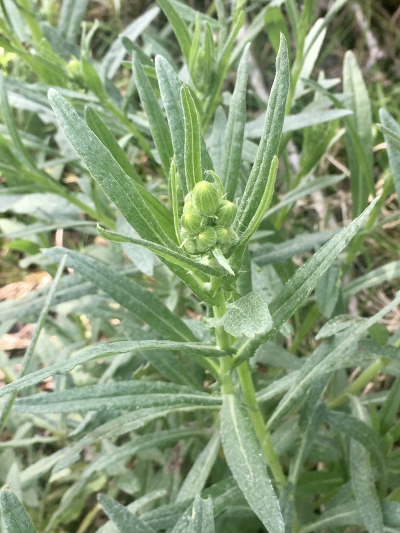Senecio grisebachii photo 3