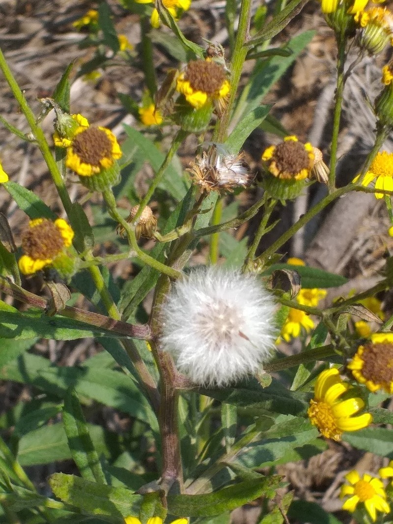 Senecio grisebachii photo 4