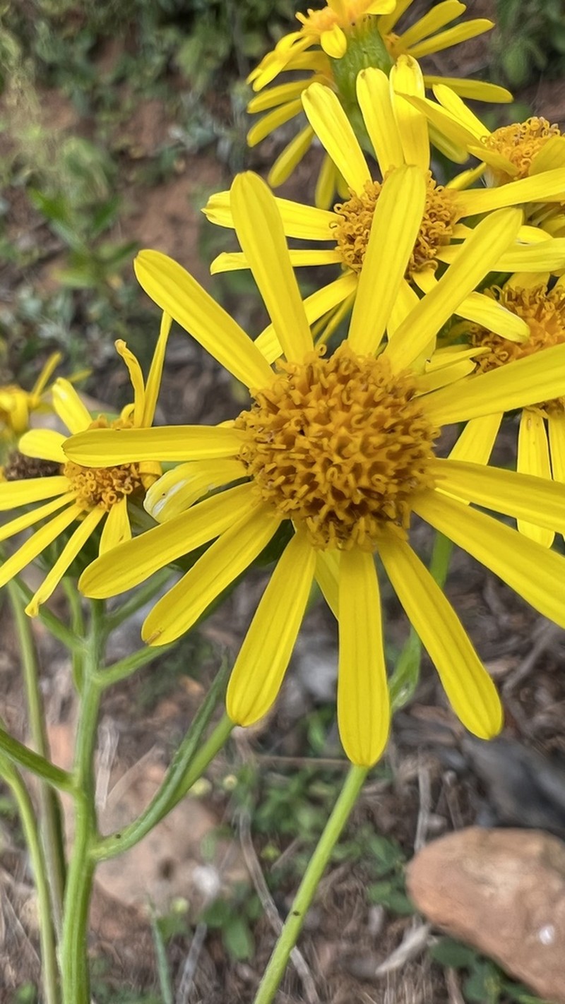 Senecio grisebachii photo 5