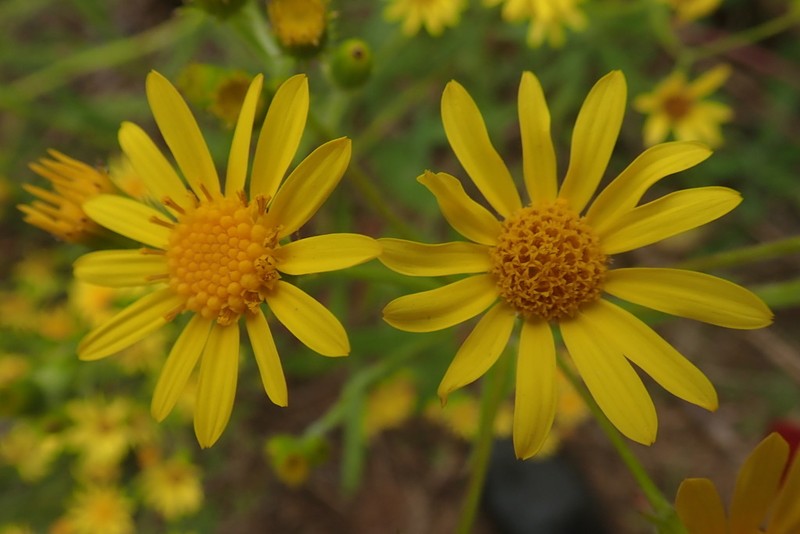Senecio grisebachii photo 6