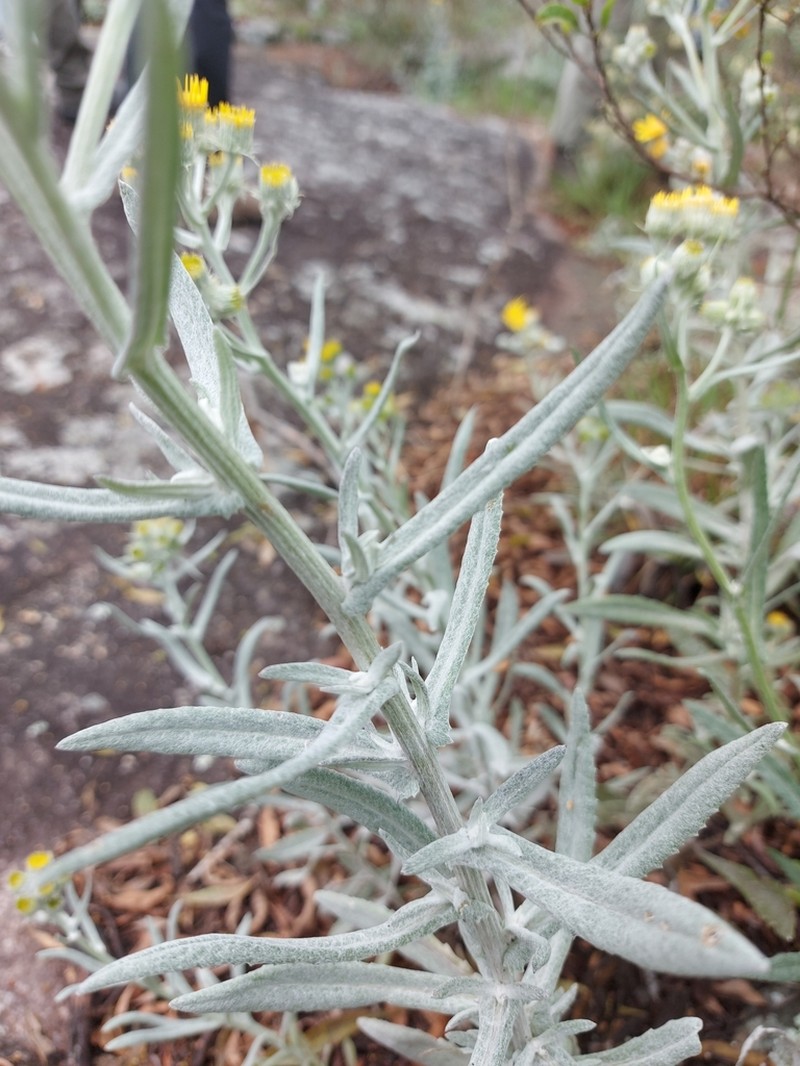 Senecio grisebachii photo 7