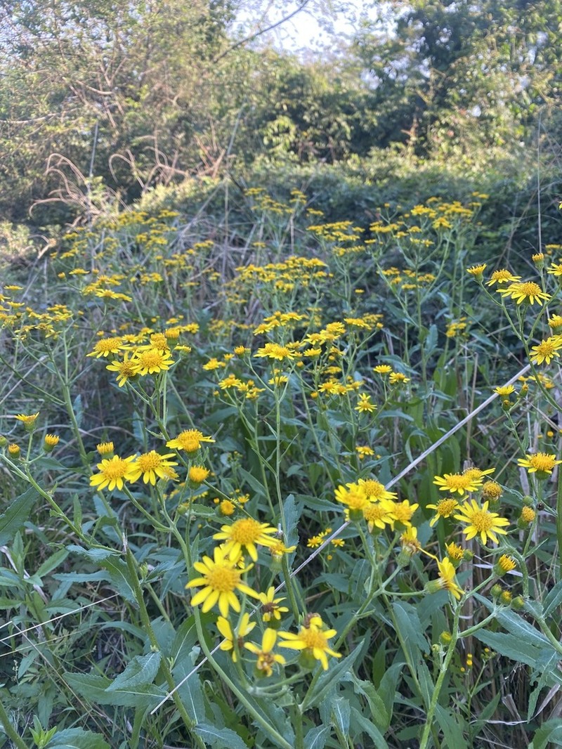 Senecio grisebachii photo 8