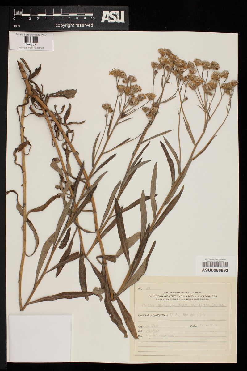 Senecio grisebachii var. leptotus
