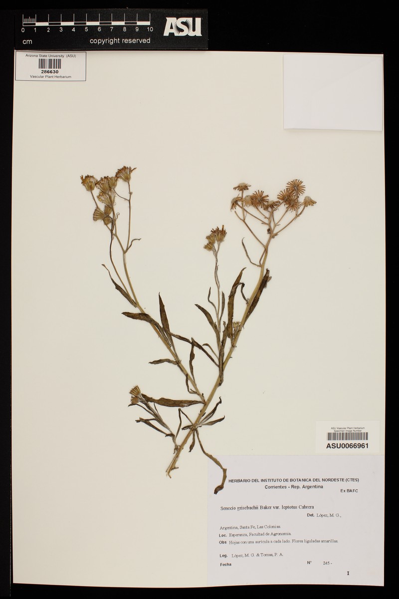 Senecio grisebachii var. leptotus photo 2
