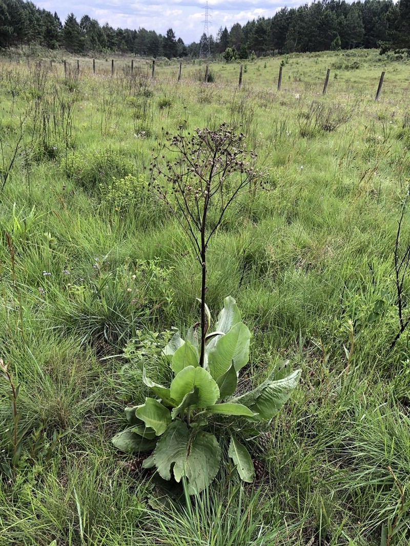 Senecio grossidens