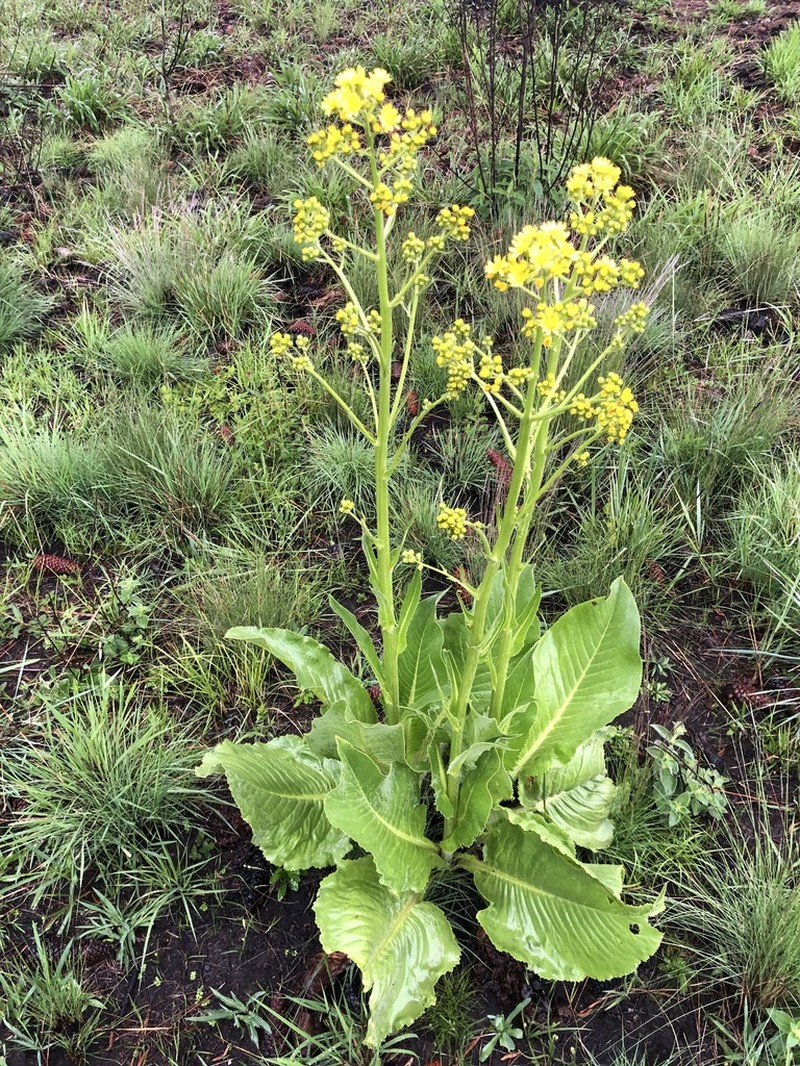 Senecio grossidens photo 2