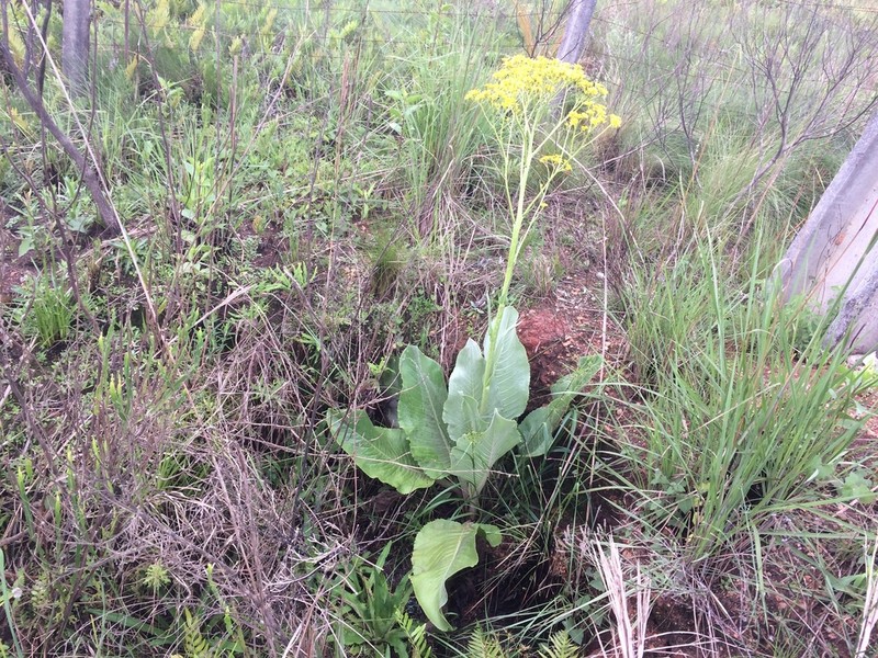 Senecio grossidens photo 3