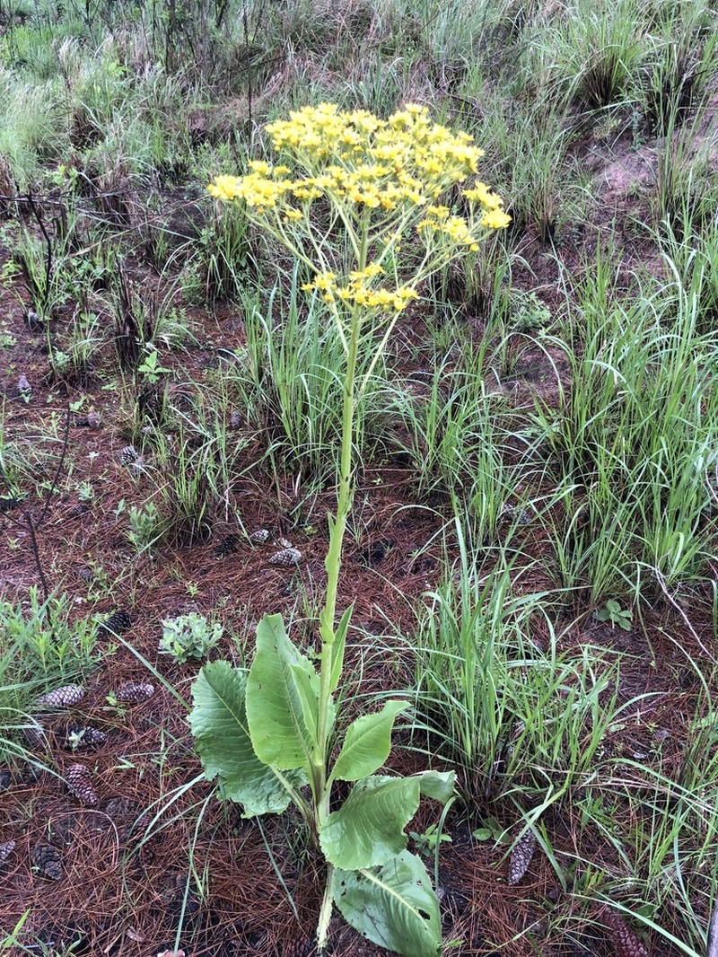 Senecio grossidens photo 4